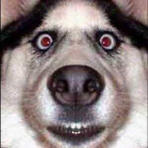 Meet your Posher, Phillip